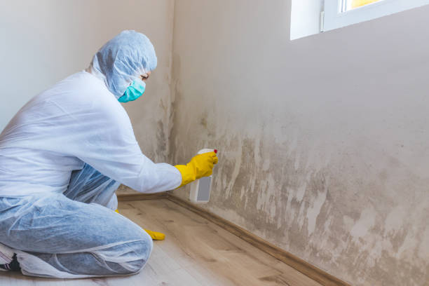 Licensed Commercial Mold Remediation service in Doylestown, PA - Car Mold Remediation